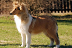 rosie