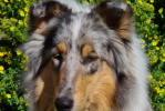 ziva